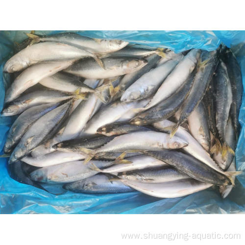 Frozen Pacific Mackerel 150-200g 60-80Pcs Fish